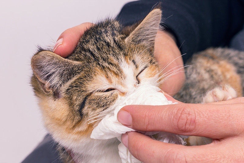 Pet Care